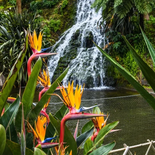 Azores